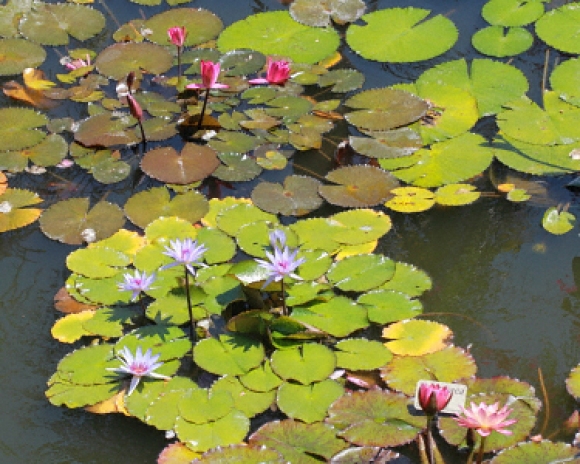 Aquatic Plants Pond
