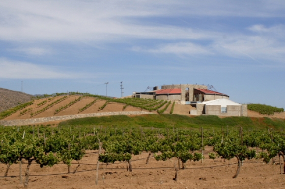 santo thomas winery