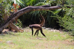 spider monkey island is a natural habitat for a family of these amusing primates