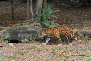 cat prowling through the parks jaguar island