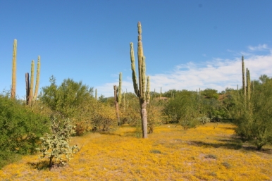 a desert environment with shrubland ecosystem