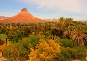 a cultivated oasis in el purisma withinin the xerbic shrubland environment of baja california sur