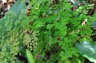a fern native to the yucatan and florida considered to be a threatened species