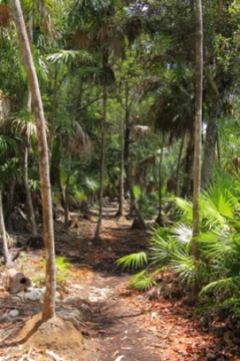 Tropical semi deciduous forest in the coastal environment of Puerto Morales