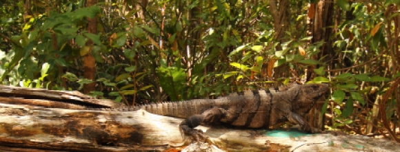 the ever present Iguana turns up almost everywhere in the maya riviera