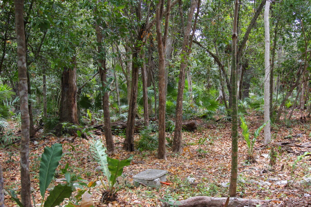 Eco-Sur, Tropical Forest