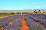 These lavender fields represent a cultivated crop ecosystem within a mountainous shrubland environment