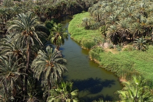 an oasis ecosystem in the desert environment of baja california sur