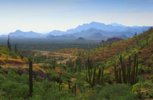 a mountainous shrubland environment with desert ecosystem in baja california sur