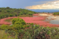 a wetland ecosystem in the mountainous shrubland environment of San Miguel de Allende