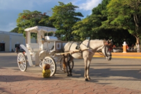 Horse with bonnet and buggy offering rides around centro