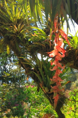 another example of an airplant in the garden. the most common types are orchids, ferns and bromeliads.