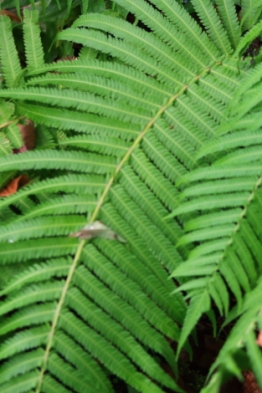 many types of fern are growing in the nursery and garden areas