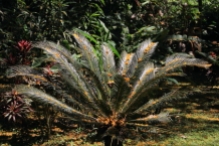 an example of the parks many tropical plants