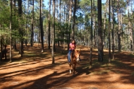 Horse and rider wandering through the woodlands