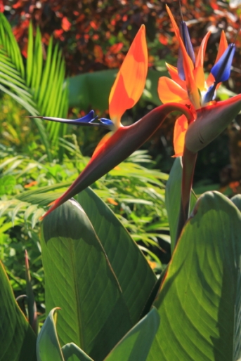 a bird of paradise in the LCS gardens