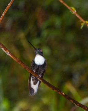 humingbird in Podocarpus National Park