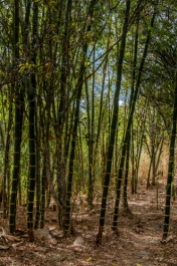 a stand of bamboo on the nature reserve's lower trail besides the river
