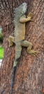 iguana park lizard