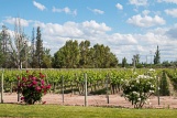 Vineyards of Gran Terrazas