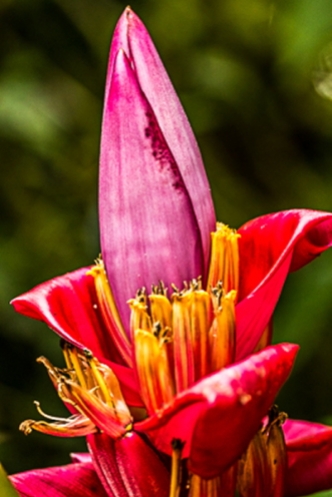 banana flower, a sample of native plant life in the park