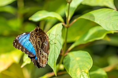 Blue Morphus butterfly