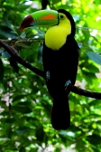 rainbow billed toucan